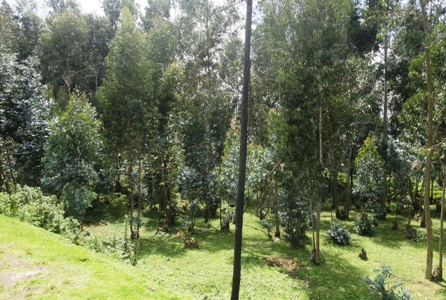 Read more about the article Inama yo kurengera amashyamba